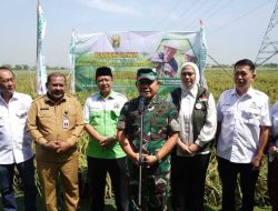 Kasad Panen Raya Padi Unggulan di Karawang