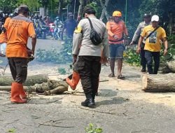 Polsek Paron Bersama Instansi Terkait di Ngawi Sedang Melakukan Penebangan Pohon