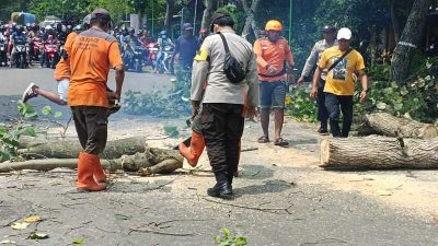 Polsek Paron Bersama Instansi Terkait di Ngawi Sedang Melakukan Penebangan Pohon
