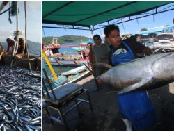 Viral: PNBP Perikanan Tangkap Tahun 2022 Mencatat Rekor 1,2 Triliun