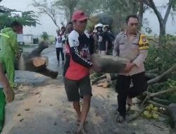 Gercep Polisi Ngawi, Singkirkan Pohon Tumbang, Arus Lalin Kembali Normal