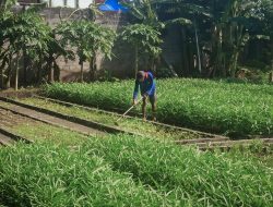 Lapas Kediri Manfaatkan Lahan Luas untuk Bercocok Tanam