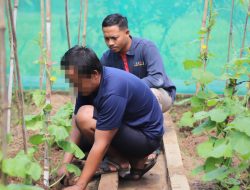Lapas Kediri Ajarkan Warga Binaan Budidaya Melon Sistem Green House