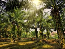 Koperasi HKTI Minta Perusahaan Perkebunan Tidak Semena Mena Terhadap Petani
