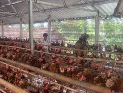 Kandang Ayam Petelur Jadi Sorotan, DPMPTSP Ngawi Sebut Izin Ada Namun PBG dan SLF Masih Berproses